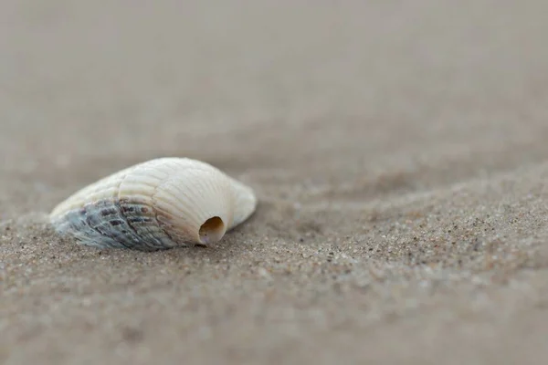 White Shell Clam Hole Put Sand Perfect Background — Stock Photo, Image