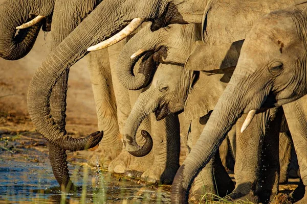 Grupo Elefantes Bebiendo Agua Lago Capturado Hermoso Día Soleado — Foto de Stock
