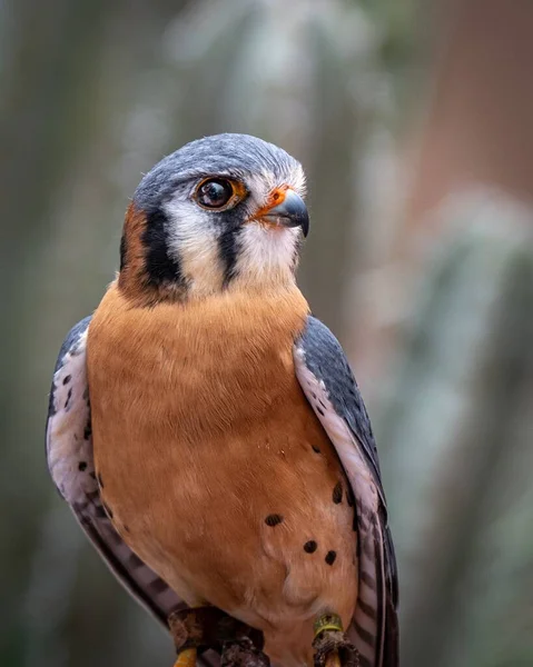 Närbild Foto Amerikansk Kestrel Fågel — Stockfoto