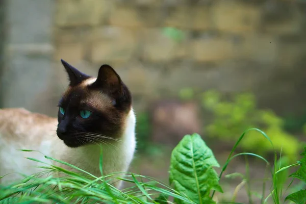 Close Gato Siamês Com Fundo Borrado — Fotografia de Stock