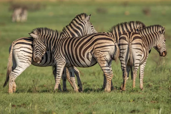 Eine Herde Zebras Die Einem Sonnigen Tag Inmitten Eines Grasbedeckten — Stockfoto