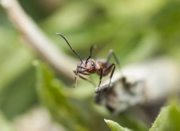 Macro Ants Life Ants Nature — Stock Photo, Image