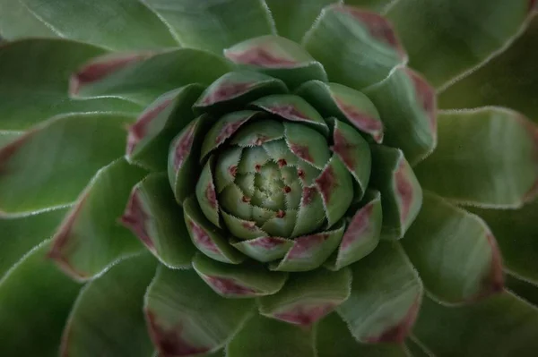 이색적 가마우지 식물의 — 스톡 사진