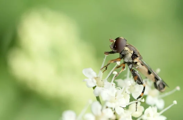 Macro Fotografía Moscas Mosca Primer Plano Insecto Naturaleza —  Fotos de Stock