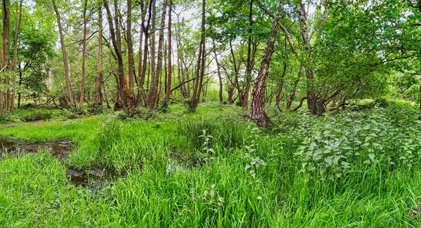 Increíble Disparo Bosque Verde Cannock Chase Reino Unido —  Fotos de Stock