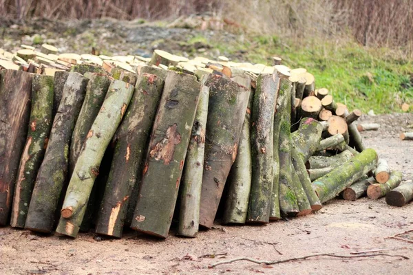 Selective Focus Shot Fresh Cut Wooden Logs Forest — Stock Photo, Image