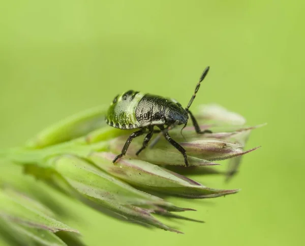 Vilda Djur Insekt Makrofotografi Skadegörare — Stockfoto