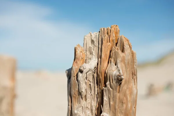 Ένα Κοντινό Πλάνο Ενός Σπασμένου Δέντρου Μια Θολή Ιδέα Υλοτόμησης — Φωτογραφία Αρχείου