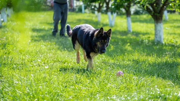 Egy Német Juhászkutya Játszik Egy Játékkal Füvön — Stock Fotó