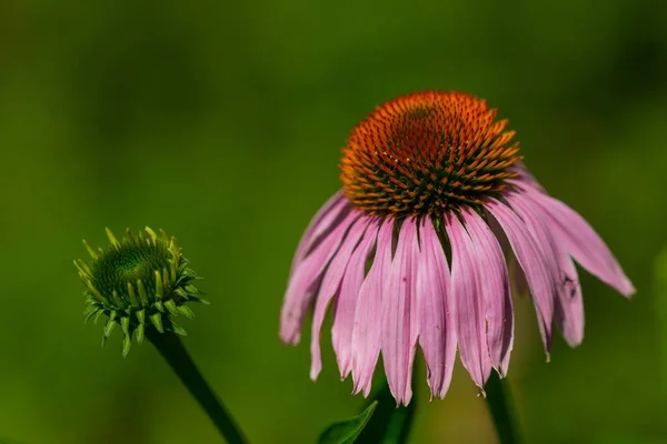 Una Toma Selectiva Coneflower Rosa Bajo Luz Del Sol Con — Foto de Stock