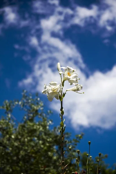 Вибірковий Фокус Білих Лілій Під Сонячним Небом — стокове фото