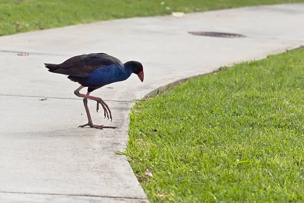 Closeup Shot Australasian Swamphen Park Perfect Informative Articles — Stock Photo, Image