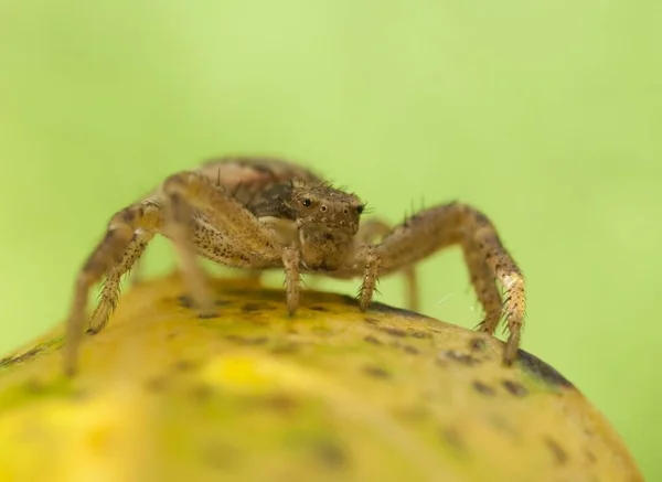 사냥하는 거미의 — 스톡 사진