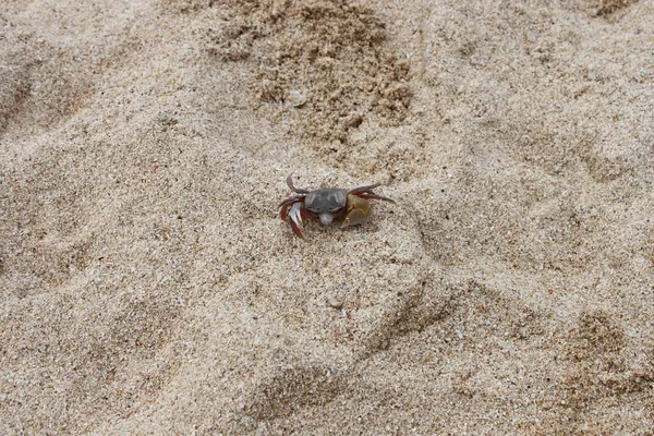 Een Krab Wit Zand Aan Een Strand — Stockfoto