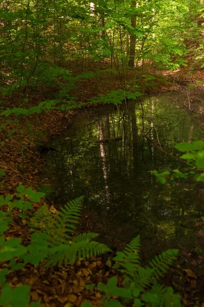 Vertikal Bild Ett Kärr Omgiven Vackra Träd Skog — Stockfoto