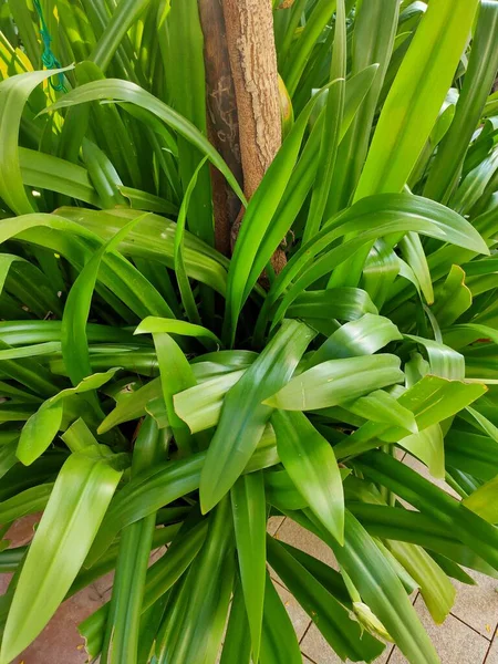 晴れた日に鉢の中の植物の緑の葉 — ストック写真