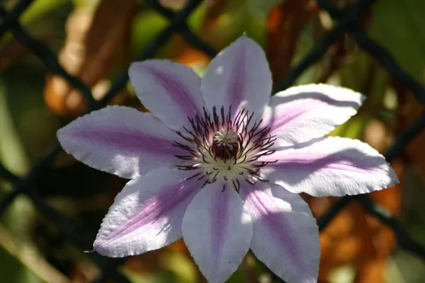 Une Mise Point Sélective Clematis Nelly Moser — Photo