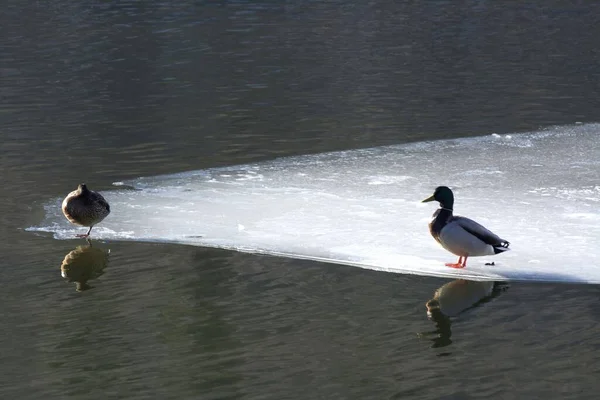 氷の上に立っている鳥とマガモのアヒルのショット — ストック写真