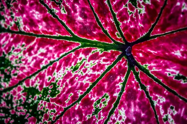 Leaf Close Nachbearbeitet Einem Abstract — Stockfoto