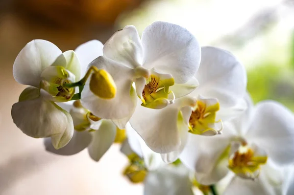 Branch White Orchids Yellow Stamens Perfect Background — Stock Photo, Image