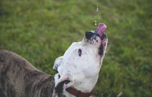 Een Close Shot Van Een Stier Terriër Drinkwater Een Veld — Stockfoto