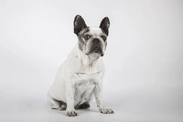 Ritratto Bulldog Francese Isolato Sfondo Bianco — Foto Stock