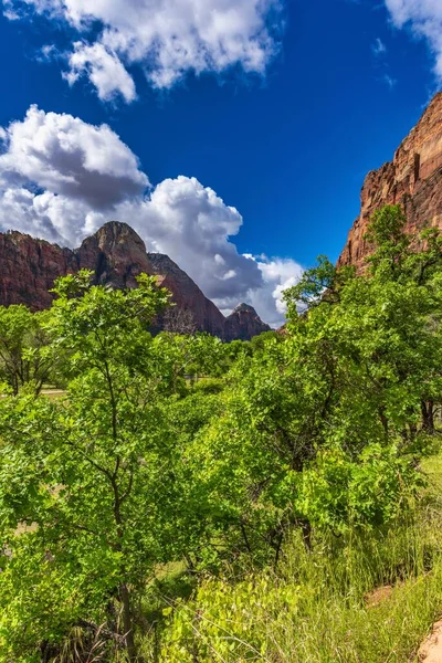 Vertikální Záběr Skály Stromy Národním Parku Zion Utah Usa — Stock fotografie