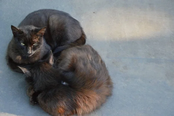 Tiro Close Adoráveis Gatos Marrons Bonitos Com Olhos Verdes Deitados — Fotografia de Stock