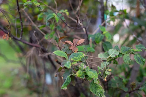 Closeup Shot Tree Branches Green Plants Blurred Background — Stock Photo, Image