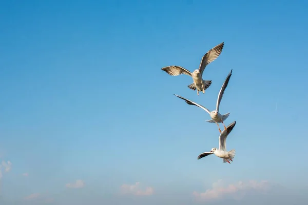 三只海鸥在蓝天背景下飞行的特写镜头 — 图库照片