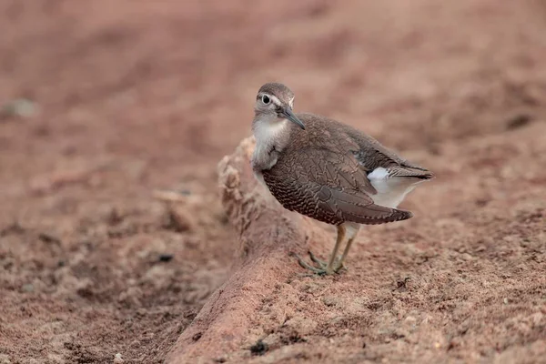 Migrateur Automne Bécasseau Commun Actitis Hypoleucos Arrêt Prédation Réserve Naturelle — Photo