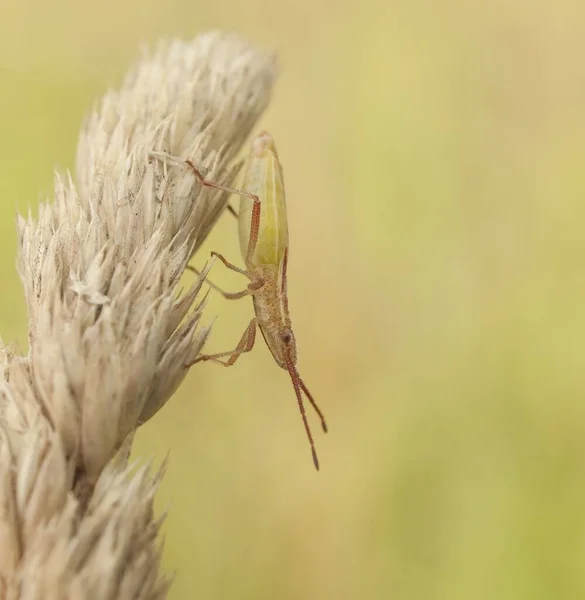 Makro Bug Villieläinten Tuholaisten — kuvapankkivalokuva