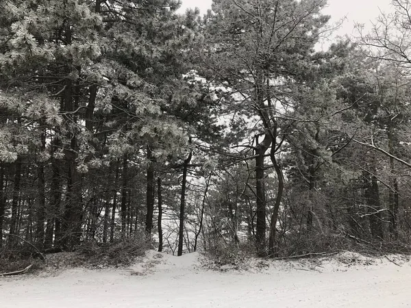 Šedivý Záběr Stromů Pokrytých Sněhem Ideální Pro Tapety — Stock fotografie