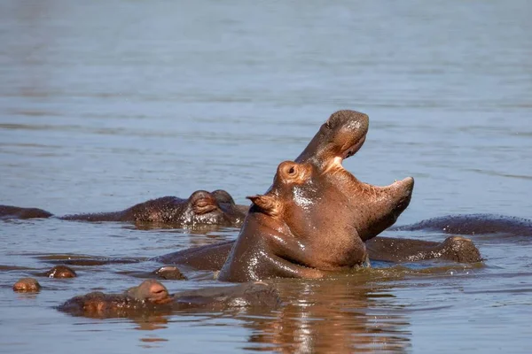 Plan Mise Point Peu Profond Hippopotame Trempé Dans Eau Avec — Photo