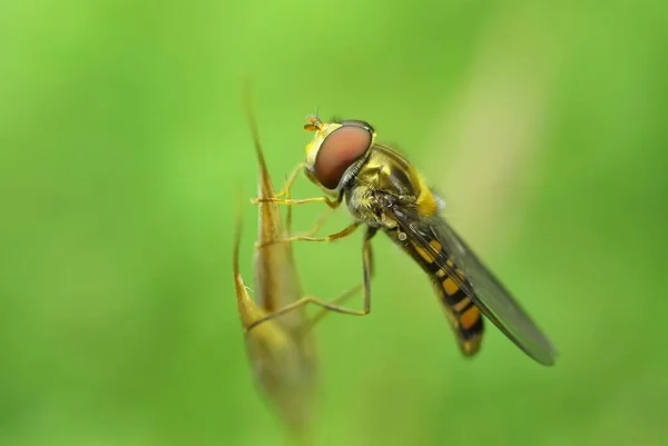 Sineklerin Makro Fotoğrafları Yakın Çekim Sinekleri Doğadaki Böcekler — Stok fotoğraf