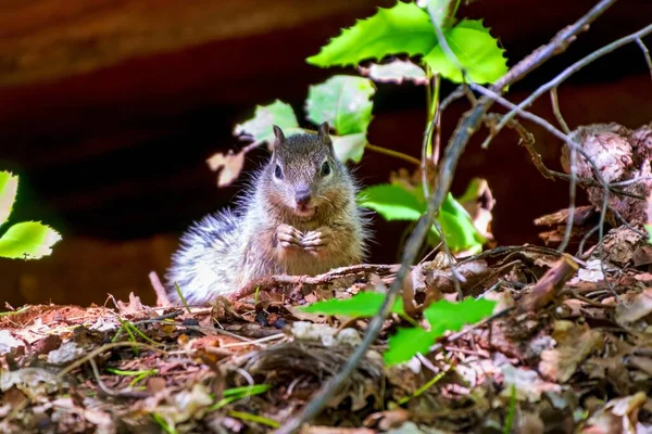 Gros Plan Mignon Écureuil Parc National Zion Utah Usa — Photo