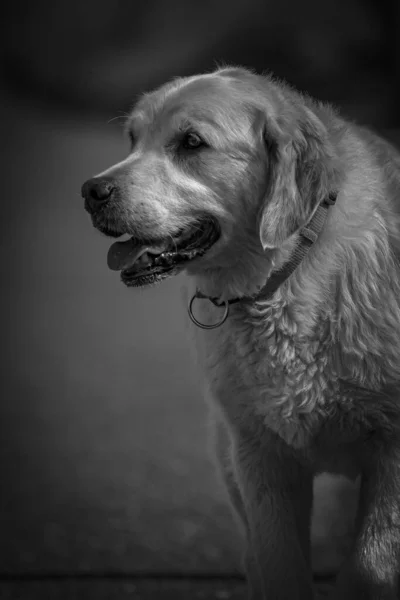 Bulanık Arka Planda Bir Golden Retriever Gri Tonlu Görüntüsü — Stok fotoğraf