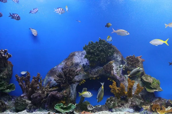 Die Verschiedenen Arten Exotischer Fische Aquarium — Stockfoto