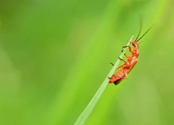 Macrofotografía Escarabajo Naturaleza — Foto de Stock