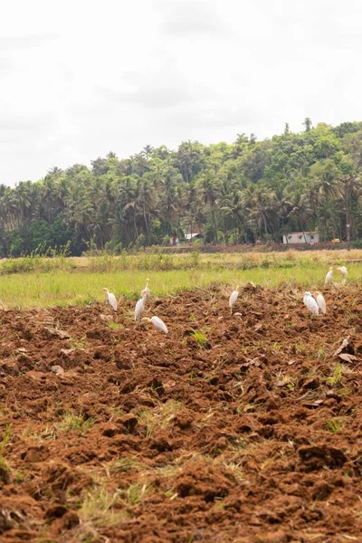 Paisaje Agrícola Goa — Foto de Stock