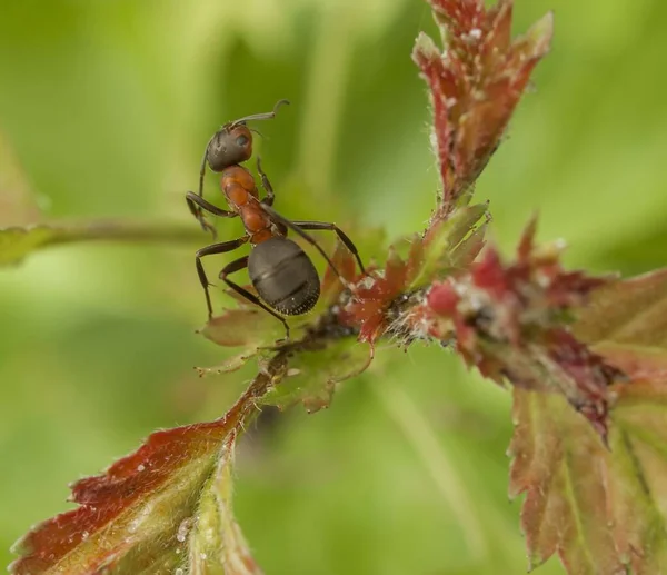 군대개미 개미들 의생활 — 스톡 사진