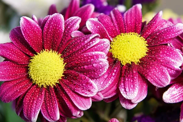 Közelkép Gyönyörű Lila Marguerite Virágokról — Stock Fotó