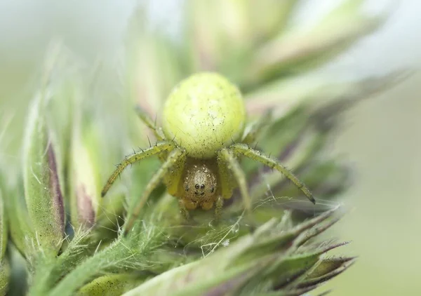 Foto Una Araña Depredador Caza —  Fotos de Stock