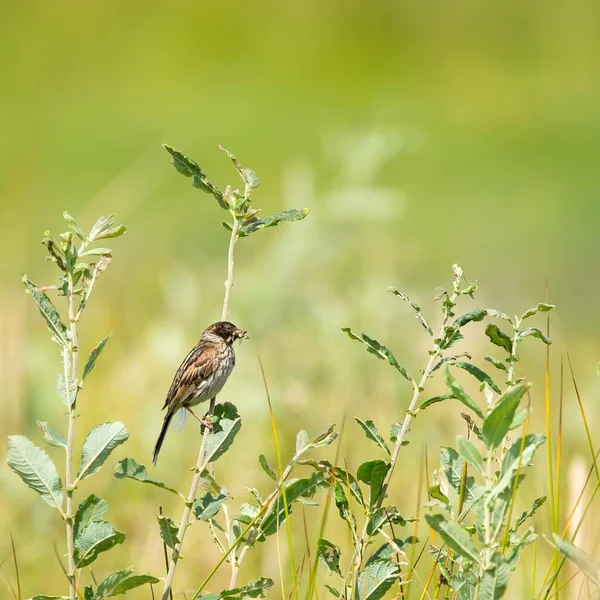 Der Vogel Auf Der Wiese Einem Sonnigen Tag — Stockfoto