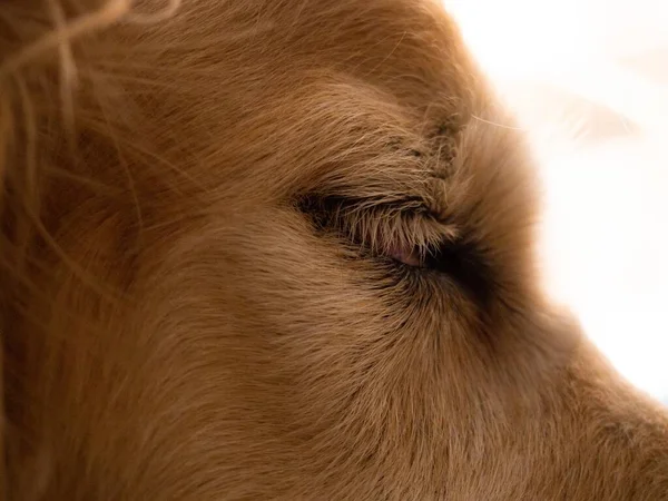 Eine Nahaufnahme Von Einem Entzückenden Niedlichen Golden Retriever — Stockfoto