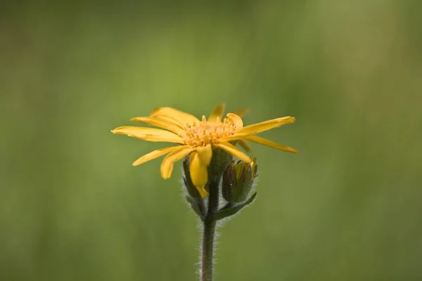 Detailní Záběr Žluté Arnica Montana Květiny Rozmazaném Pozadí — Stock fotografie