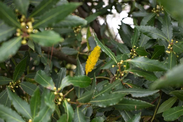 花园里一帧绿湾月桂树的特写 — 图库照片