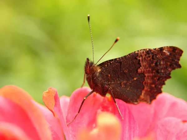 Macrophotographie Papillon Sur Une Fleur — Photo
