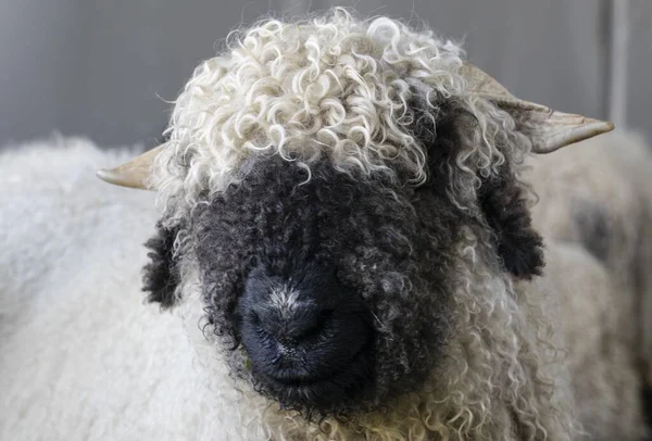 Funny Black Nosed Sheep Mountains Zermatt Valais Wallis Switzerland — Stock Photo, Image