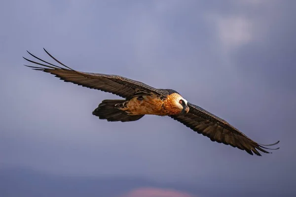 Tiro Ángulo Bajo Águila Bateleur Volando Magníficamente Cielo — Foto de Stock